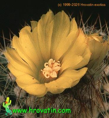 Parodia cardenasii flower 564