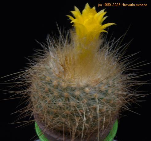 Parodia chrysacanthion f MOP