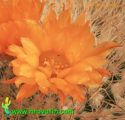 Parodia herzogii flower 525