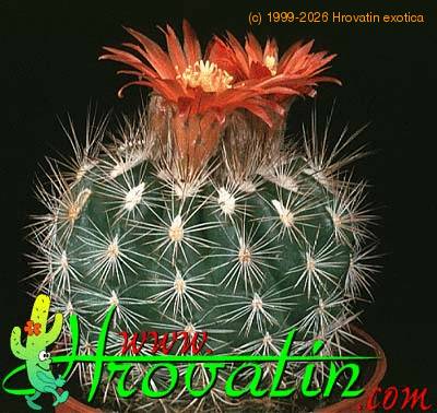 Parodia lauii 430