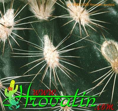 Parodia lauii leaf 432