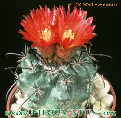 Parodia maasii v nigrispina 255