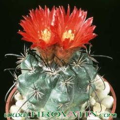 Parodia maasii v. nigrispina