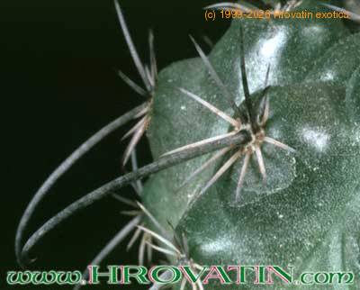 Parodia maasii v nigrispina thorn 256