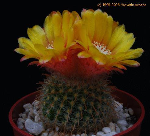 Parodia malyana PP20107