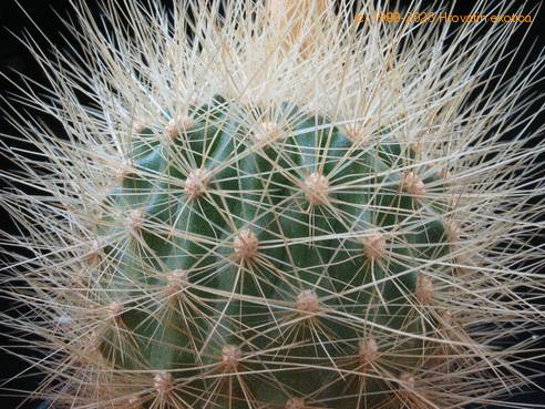 Parodia penicilata 2