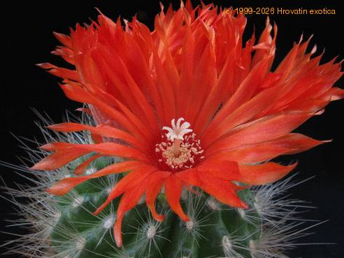 Parodia penicilata 3