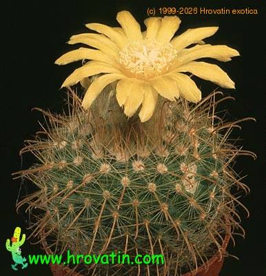 Parodia riojensis 566