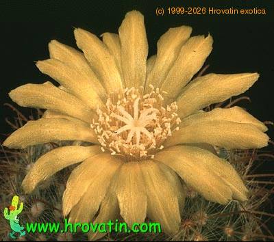 Parodia riojensis flower 567