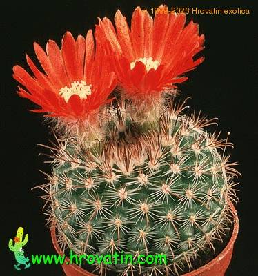Parodia sanguiniflora 578