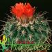 Parodia schwebsiana 445