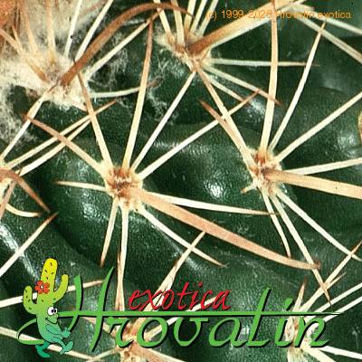 Parodia schwebsiana thorn 447