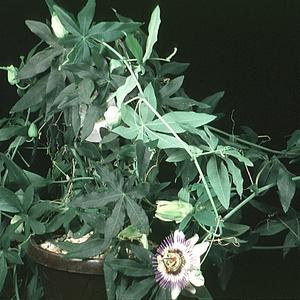Passiflora caerulea