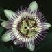 Passiflora caerulea cvet