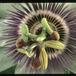 Passiflora caerulea flower