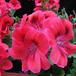 Pelargonium grandiflorum 2