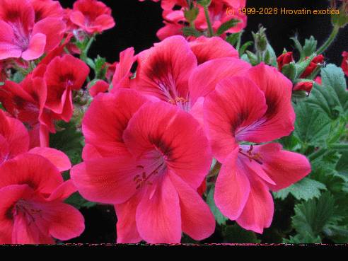 Pelargonium grandiflorum 2