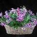 Pelargonium grandiflorum mini 2