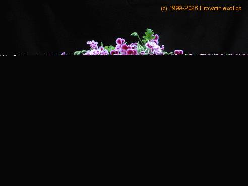 Pelargonium grandiflorum mini 2