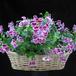 Pelargonium grandiflorum mini SIb