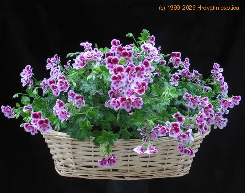 Pelargonium grandiflorum mini SIb