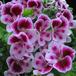 Pelargonium grandiflorum mini SIf