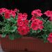 Pelargonium grandiflorum SIb