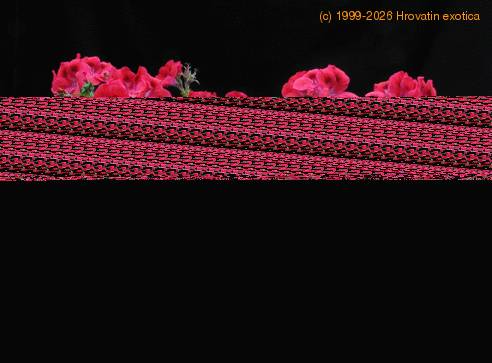 Pelargonium grandiflorum SIb