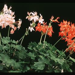 Pelargonium peltatum