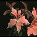 Pelargonium peltatum sp. 2056