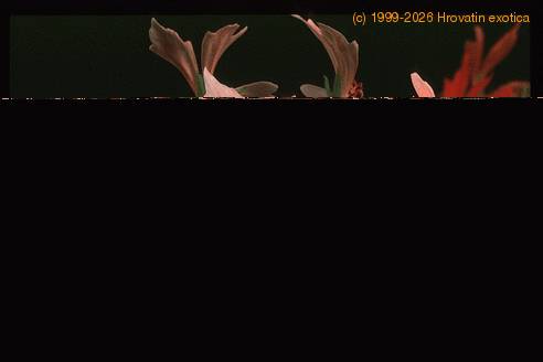 Pelargonium peltatum sp. 2056