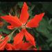 Pelargonium peltatum sp. 2057