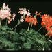 Pelargonium peltatum sp SIb