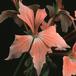 Pelargonium peltatum sp SIf