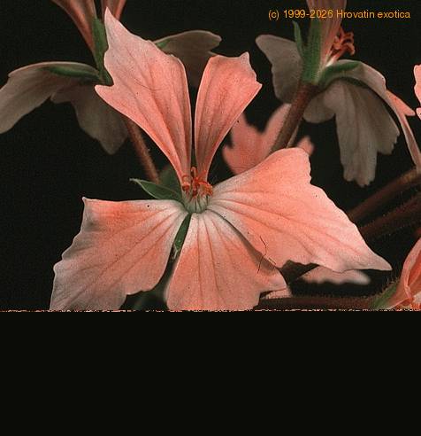 Pelargonium peltatum sp SIf