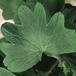 Pelargonium peltatum sp SIl