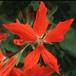 Pelargonium peltatum1 sp SIf
