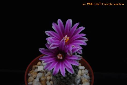 Pelecyphora  valdeziana 2