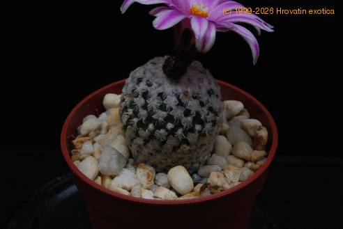 Pelecyphora  valdeziana 3