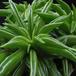 Peperomia 1