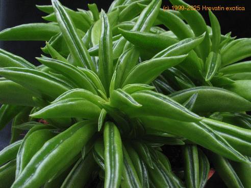 Peperomia 1