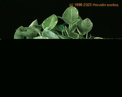 Peperomia  1862