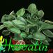 Peperomia  1862