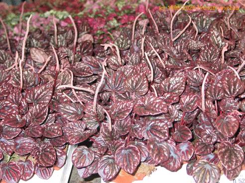 Peperomia 2