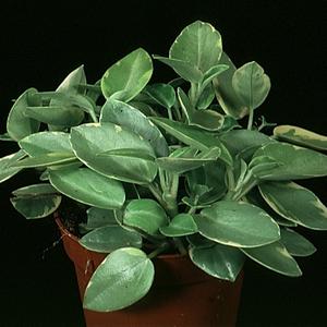 Peperomia