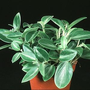 Peperomia clusiifolia "Red margin"