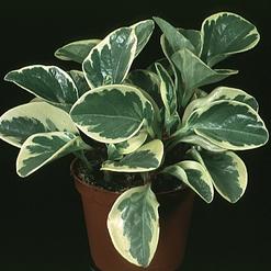 Peperomia obtusifolia "USA"