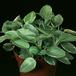 Peperomia -pixie- 1862