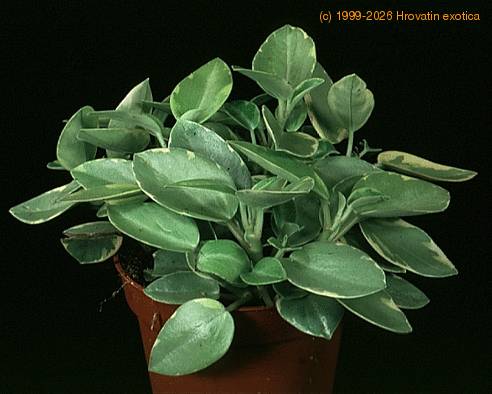 Peperomia -pixie- 1862