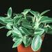 Peperomia - pixie green- 1863
